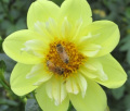 FERNCLIFF LEMON KISS CO