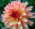 FIDALGO JULIE ST