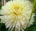 HORSE FEATHERS NX