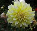 HOLLYHILL LEMON ICE ST