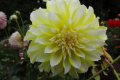 HOLLYHILL LEMON ICE ST