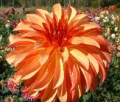 IRISH PINWHEEL S