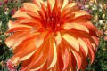 IRISH PINWHEEL S