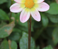 LO-BLUSH MS