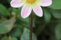 LO-BLUSH MS
