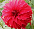 MS PRISSY S