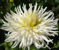 WHITE STAR O