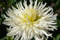 WHITE STAR O