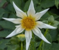 VERRONE'S MORNING STAR OT