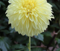 PRIMROSE PET ST