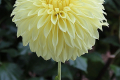 PRIMROSE PET ST