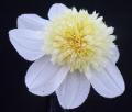 PLATNIUM BLONDE AN