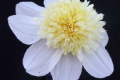 PLATNIUM BLONDE AN