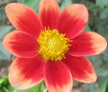 RAEANN'S PEACH S
