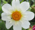 RAEANN'S SNOWFLAKE CO