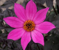 MAGENTA STAR S