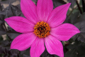 MAGENTA STAR S