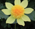 SANDIA SUNBONNET AN