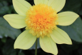 SANDIA SUNBONNET AN