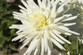 SNOW PRINCESS S