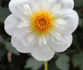 TAHOMA ANGIE CO