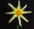 TAHOMA GOLD FINCH O