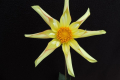 TAHOMA GOLD FINCH O
