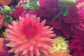 VERRONE'S SARAH SHERMAN CO