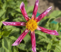VERRONE'S PINK GIRAFFE O