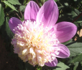 ALPEN PEARL AN