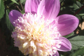 ALPEN PEARL AN