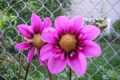 BEE HAPPY CO