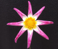 BLOOMQUIST CATHERINE O