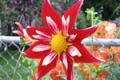 CHRISTMAS STAR OT