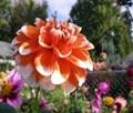 CREAMSICLE CO