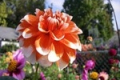 CREAMSICLE CO
