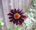 D ATROPURPUREA S