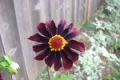 D ATROPURPUREA S