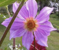 DAHLIA SORENSENII SPECIES