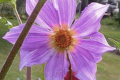 DAHLIA SORENSENII SPECIES