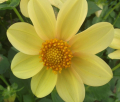 JANZ YELLOW BUTTERFLY MS