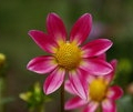 JOY'S JOY S