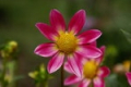 JOY'S JOY S