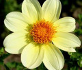 JUULS BUTTERCUP S
