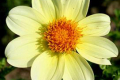 JUULS BUTTERCUP S