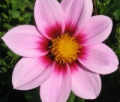 NORTHWEST COSMOS S