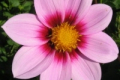 NORTHWEST COSMOS S
