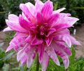 PINK GIRAFFE NX
