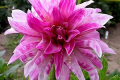 PINK GIRAFFE NX