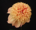 SANDIA BROCADE AN